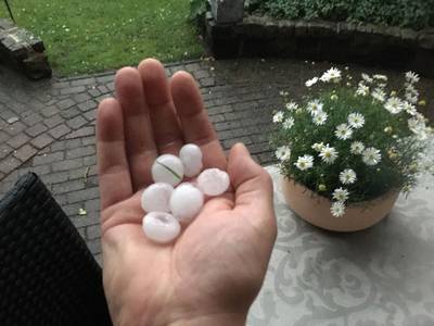 Grootste pruimenteler van het land ziet hagel half miljoen pruimen verwoesten