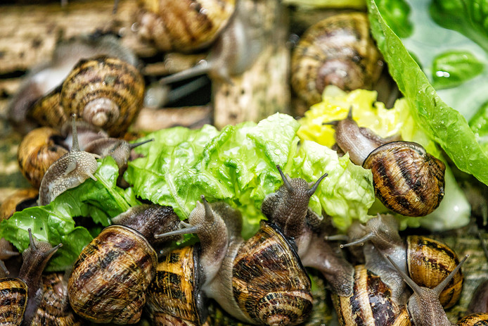 Afbeeldingsresultaat voor slakkenkwekerij in den wijngaard