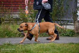 Eigenaar van ‘bezeten’ hond die meisje (12) aanviel: ‘Hij bleef maar bijten’