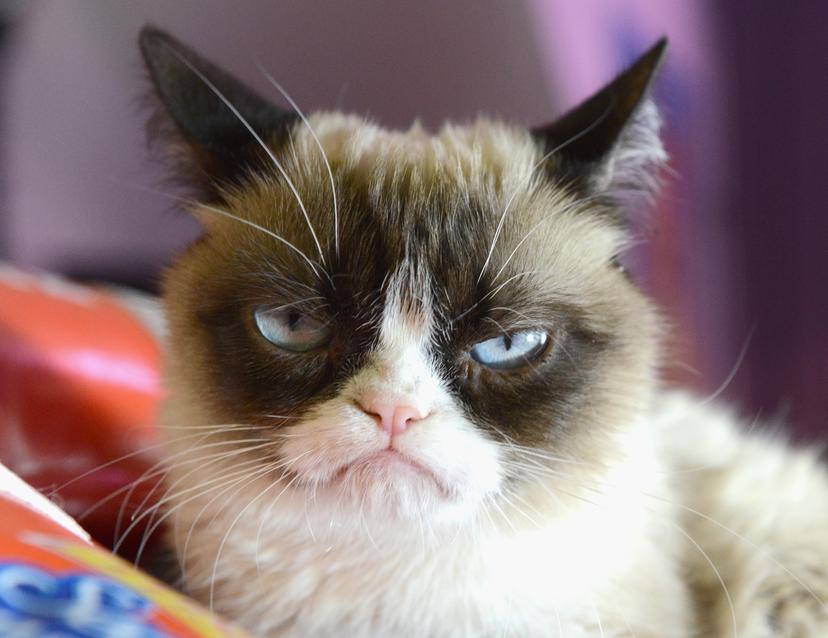 Internetsensatie en meme-machine Grumpy Cat (7) overleden