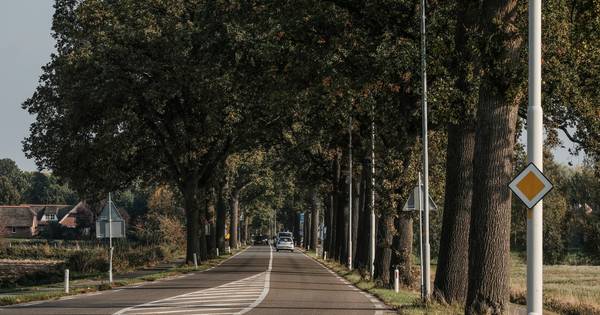 Gekapte boomstammen krijgen tweede leven in speeltuin of park