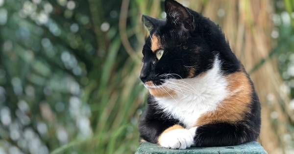Stuur jouw leukste kattengifje of -foto in | Brabant - BD.nl