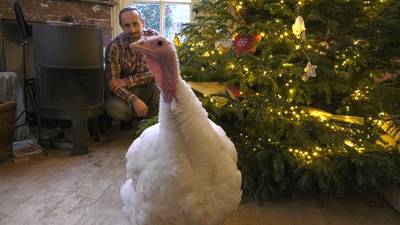 Deze kalkoen overleeft zeker de kerst dankzij Alwyn