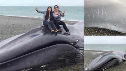 Woede en verbijstering over respectloos behandelen dode walvis 