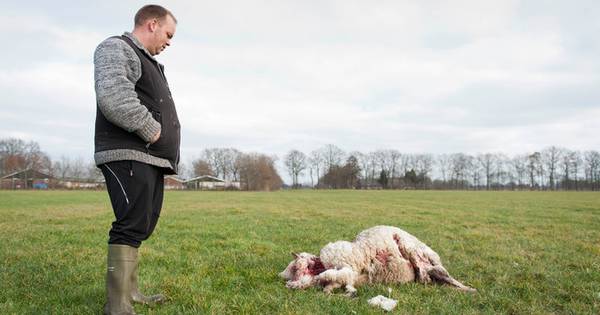 Doodgebeten schapen Lemelerveld werk van 'Duitse' wolf | Wolf in ons land - De Stentor