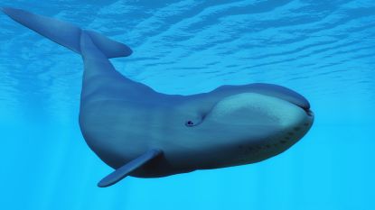 "De Louis Armstrong van de oceanen": Groenlandse walvis zingt jazz om partner te versieren