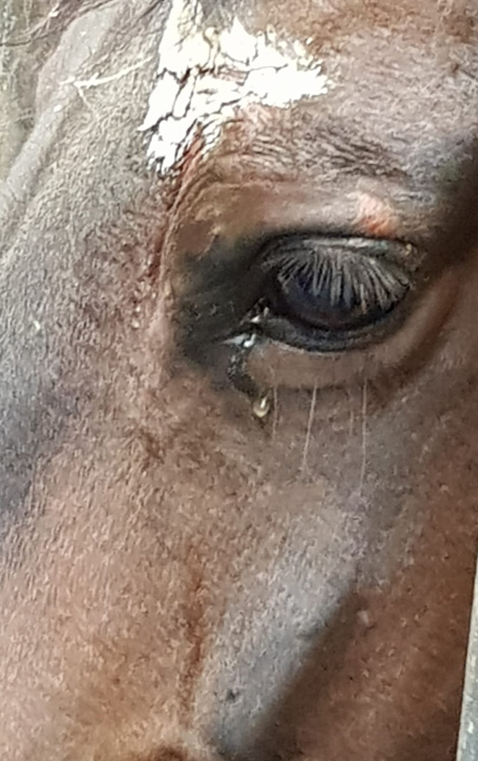 Het 'huilende' paard in Sprundel