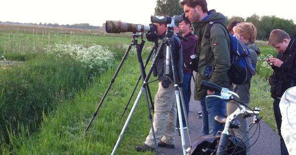 Zeer zeldzame roodkopklauwier bij Valleikanaal - De Gelderlander