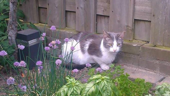 Kat vermoord en opgehangen in tuin