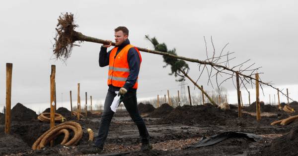 Boomkweker Ebben uit Beers levert nieuwe bomen voor MH17-bos