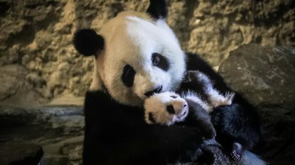 Logeren tussen beren en wolven? Binnenkort kan het in Pairi Daiza