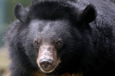 Zwarte beer doodt Amerikaanse vrouw in Canada: ‘Aanval is uiterst zeldzaam’