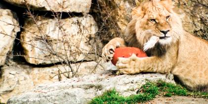 Preloaded landscape image of Expeditie Pairi Daiza