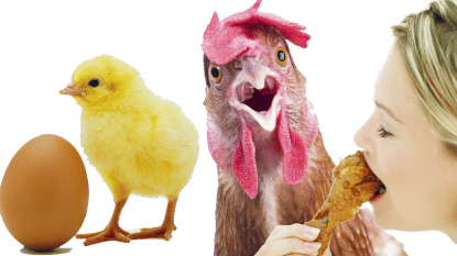 Doe-het-zelf-kip: fok je eigen vlees van ei tot slacht