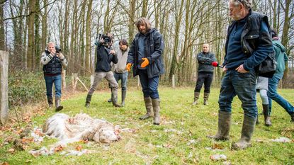 Enige zekerheid: niet het werk van wolf