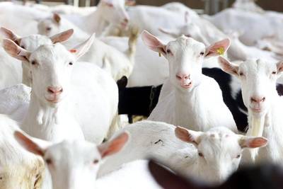 Twee jaar geen geitenhouderijen erbij in Brabant