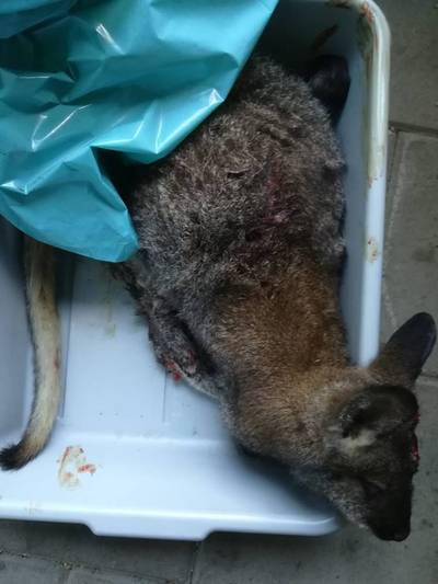 Ontsnapte wallaby doodgereden op N18 bij Groenlo: wie is de eigenaar?