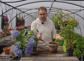 Slap hangende potplanten? Boer Tom weet raad