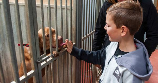 Dierenasiel Bruchem sluit de deuren vanwege corona | Bommelerwaard - BD.nl
