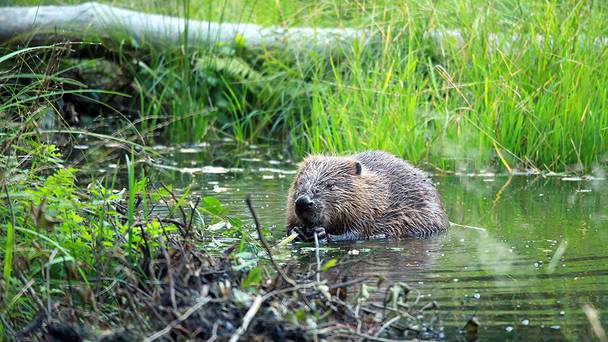 Beavers: Friends or Rivermonsters?