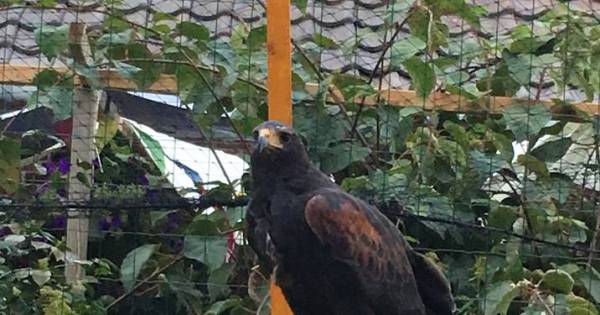 Deze woestijnbuizerd zwerft ergens in de Achterhoek: wie heeft haar gezien?