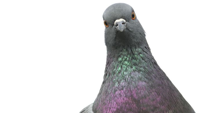 Une amende de 1.100 euros pour avoir tiré sur des pigeons ...