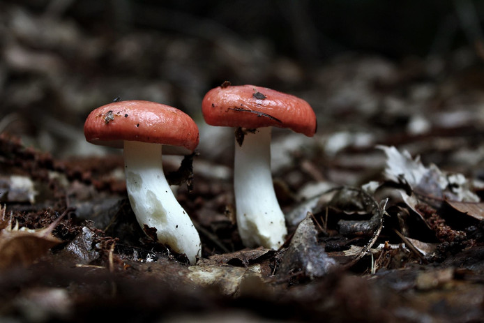 Russula sp.