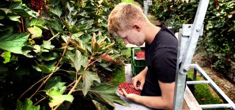 Vakantiewerk boskoop