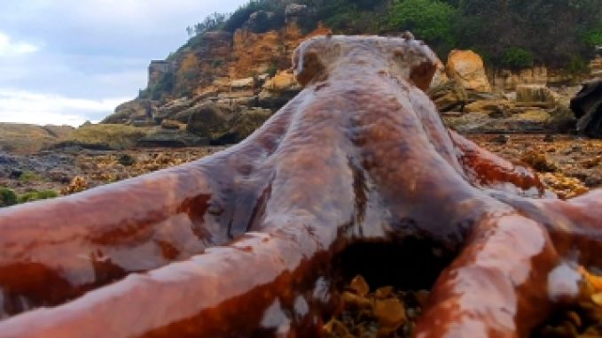 Avontuurlijke octopus op wandel aan land
