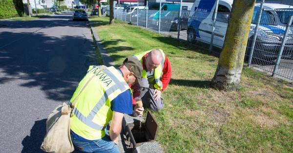 Op zoek naar tijgermuggen in wording in Neerkant | De Peel - Eindhovens Dagblad