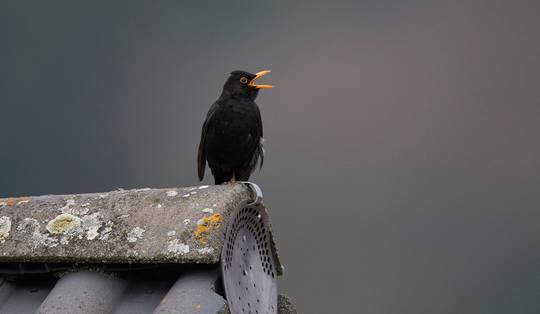 ‘Het is niet onwaarschijnlijk dat de merel volledig uit het straatbeeld verdwijnt’