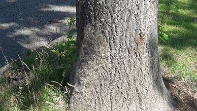 Buha waarschuwt: doe niks zelf tegen de eikenprocessierups