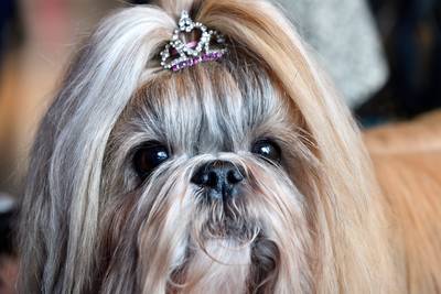 Weer teefjes op hondenshow bij geslachtsdelen betast