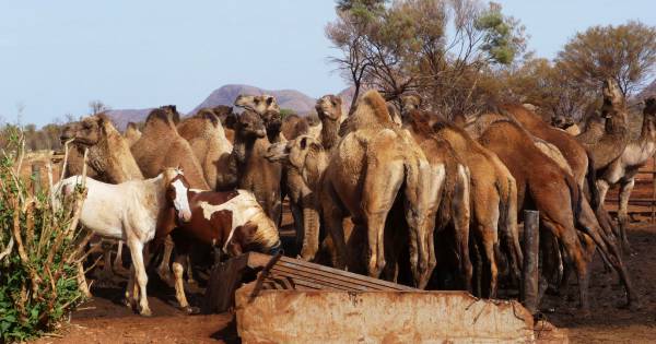 Australië schiet voor de veiligheid ruim 5000 dorstige dromedarissen af