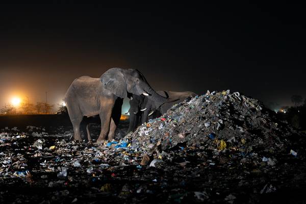 In de weg van de olifant