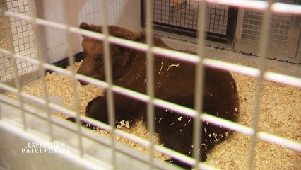 5. Débarquement d'ours bruns