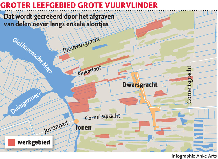 Groter leefgebied grote vuurvlinder