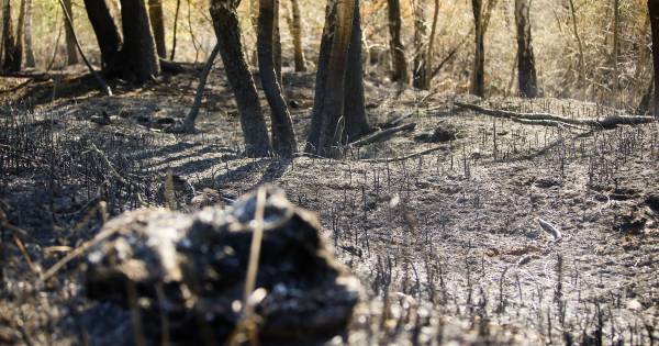 Na de Peelbrand zwelt de kritiek aan: natuurgebied te slecht toegankelijk - Eindhovens Dagblad