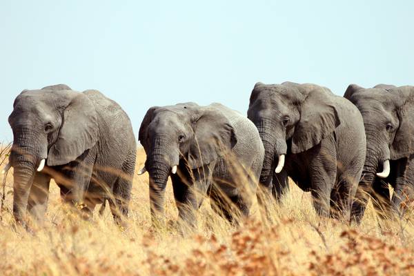 Elephants up close