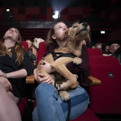 Ruim 50 honden naar doggybioscoop Rotterdam