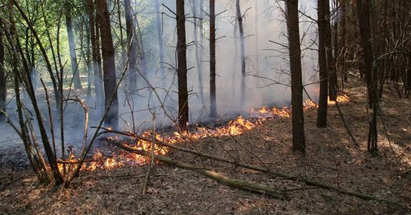 Felle bosbrand bij Eurocamping in Vessem
