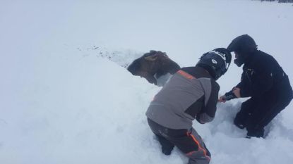 Canadezen redden eland die vastzit in groot pak sneeuw