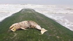 Dode dolfijn aangespoeld in Middelkerke