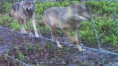 De wolf rukt op: honden worden getraind om vee te beschermen