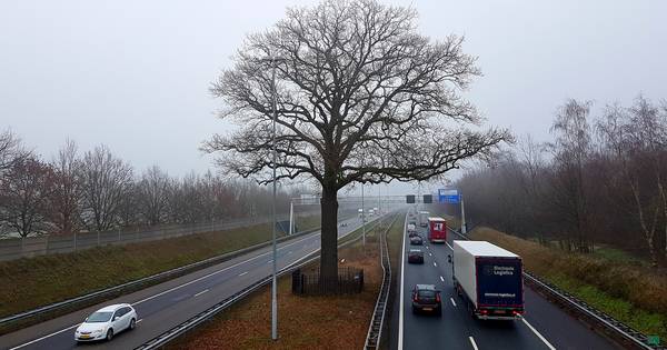 Wordt Troeteleik nu ook Europese Boom van het Jaar?
