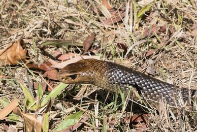 Dodelijk slangengif redt levens