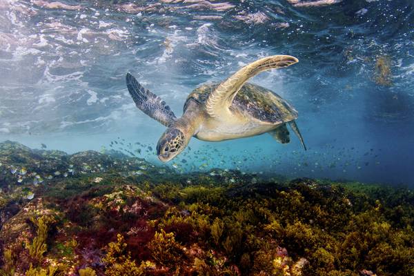 Natuur op 2: Mediterranean - Life Under Siege