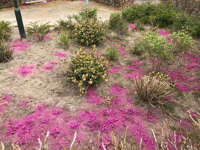 Paars poepveld probleem voor schoffelaars