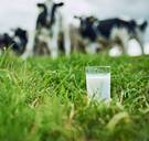 PETA roept op om geen melk meer te drinken. Omdat het racistisch is