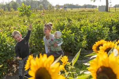 In de pluktuin heb je voor een habbekrats een uitje én een prachtig boeket